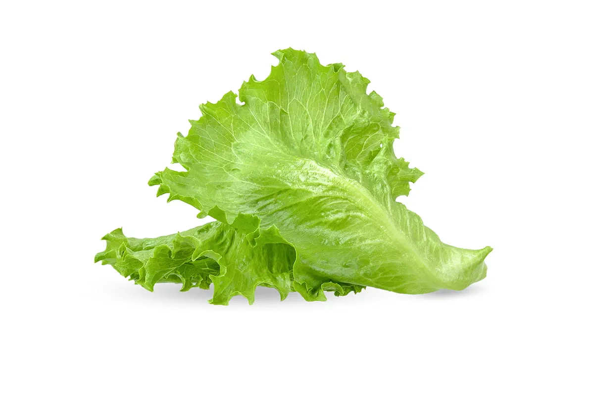 Lettuce